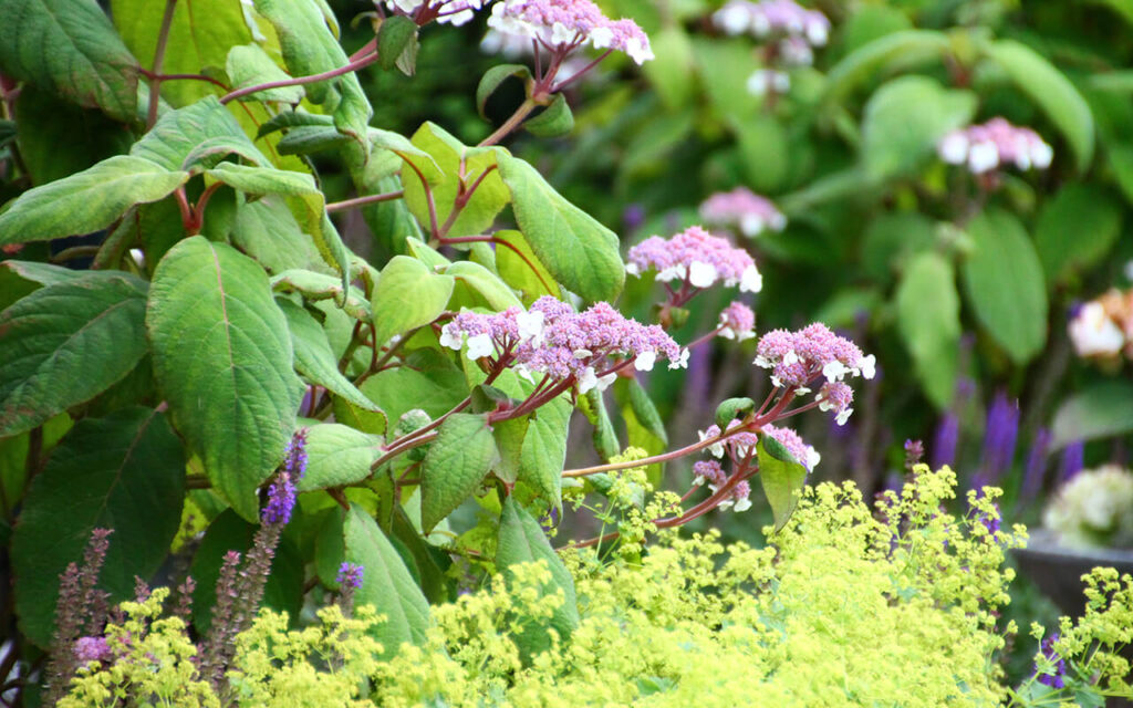 Landelijke tuin boerderij Valkenswaard TotaalTuin Leende detail bloemen en planten